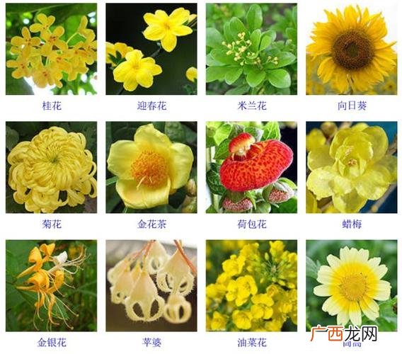 100种花的名字和图片 花字的花卉名称