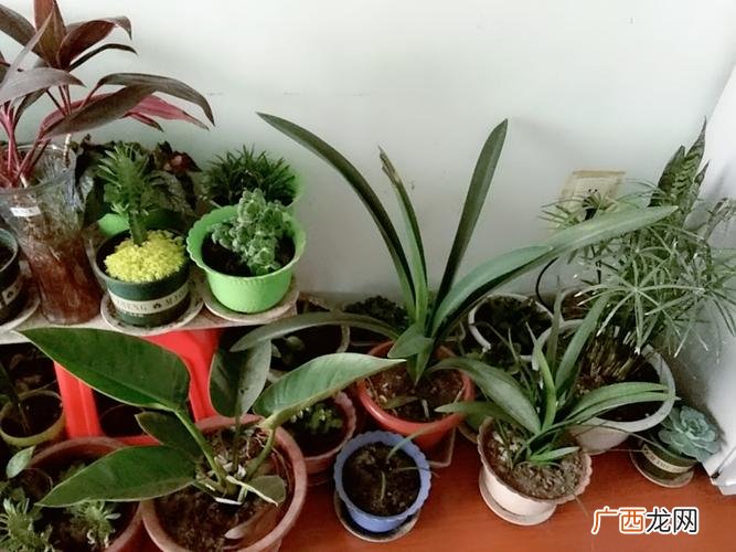 喜庆花卉家养品种 家养花卉冬季管理
