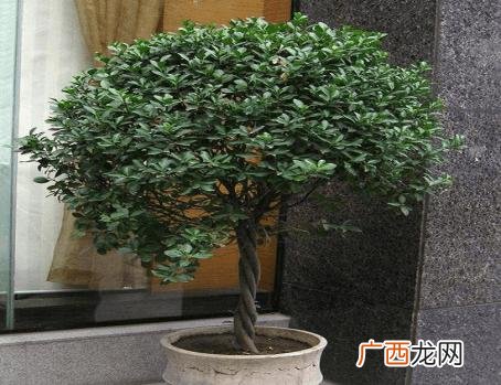 喜庆花卉家养品种 家养花卉冬季管理