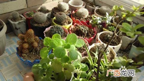 喜庆花卉家养品种 家养花卉冬季管理