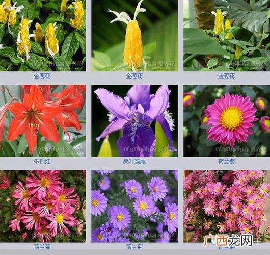 插花常用花材图片和名称 亮页花卉名称