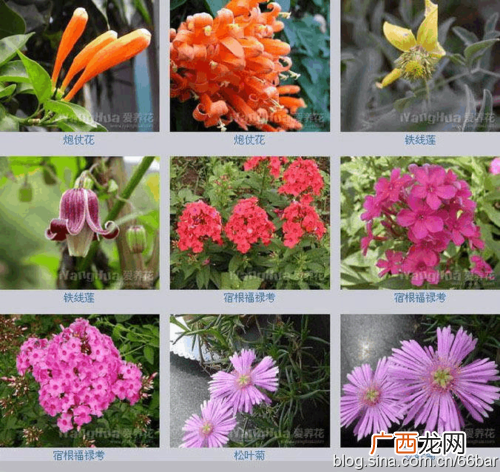 插花常用花材图片和名称 亮页花卉名称