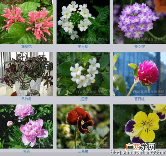 插花常用花材图片和名称 亮页花卉名称