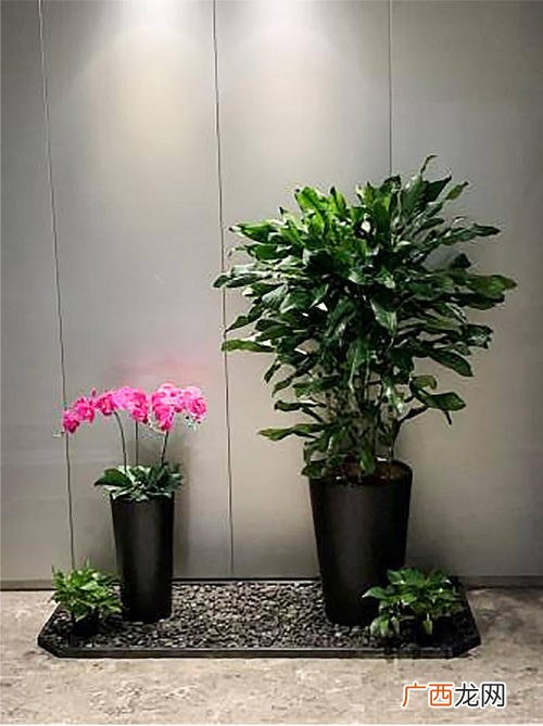 盆栽花卉批发 绿植花卉租摆哪里有