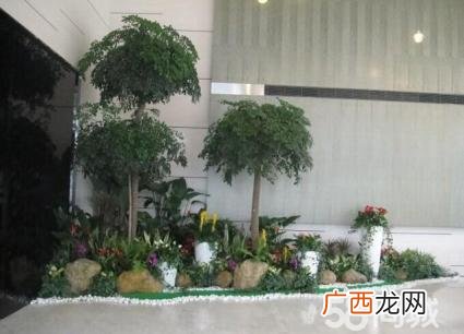 盆栽花卉批发 绿植花卉租摆哪里有
