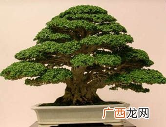 网上买绿植哪个网站好 买花卉绿植网站