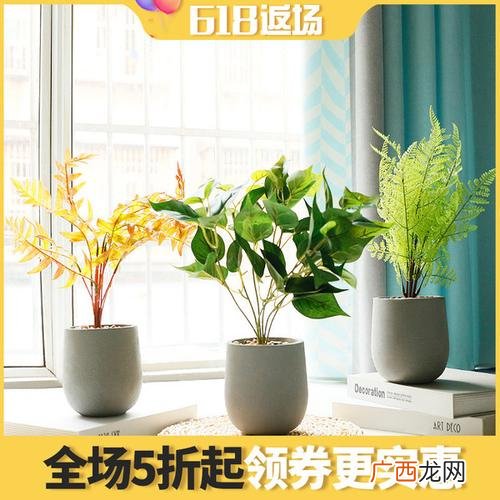 网上买绿植哪个网站好 买花卉绿植网站
