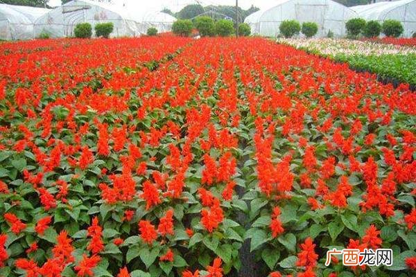 中国农作物种植网 农业网花卉