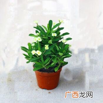 草本植物花卉有哪些 盆栽草花卉有哪些