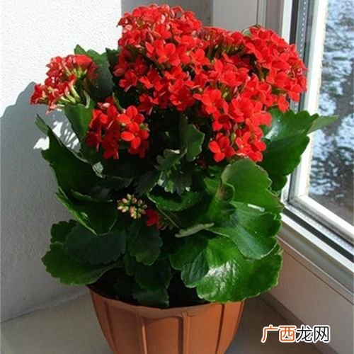 草本植物花卉有哪些 盆栽草花卉有哪些