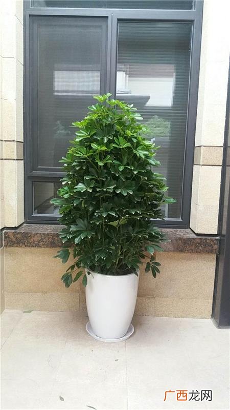 绿植租赁公司 山东绿植花卉租摆