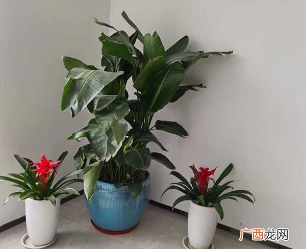 当地常见室内花卉 室内花卉植物摆租