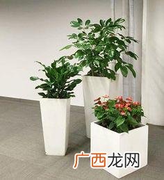 当地常见室内花卉 室内花卉植物摆租