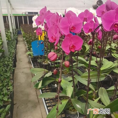 陈村花卉世界怎么样 顺德陈村花卉世界企业