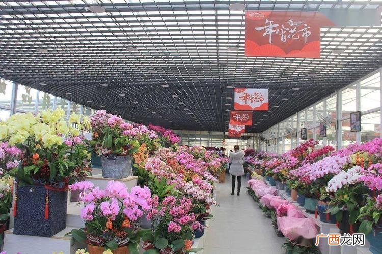 云南特色花卉 云南特色花卉苗木