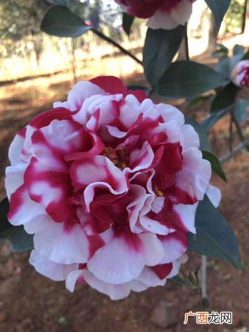 云南特色花卉 云南特色花卉苗木