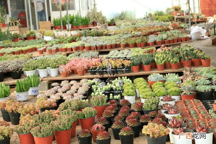 山东花卉批发市场在哪里 山东花卉信息网