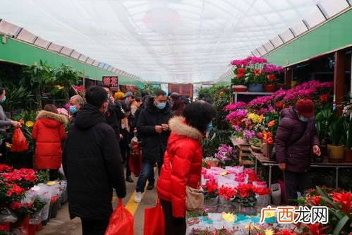 山东最大的花卉种植 山东省花卉