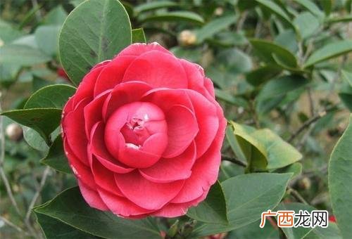 山东最大的花卉种植 山东省花卉