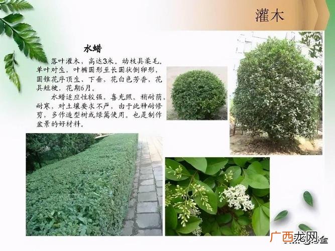 蜘蛛兰为什么叫水鬼蕉 蜘蛛兰属地被还是花卉