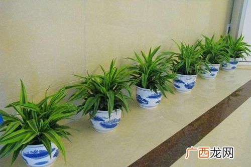 西安绿植花卉租赁 医院花卉租赁公司