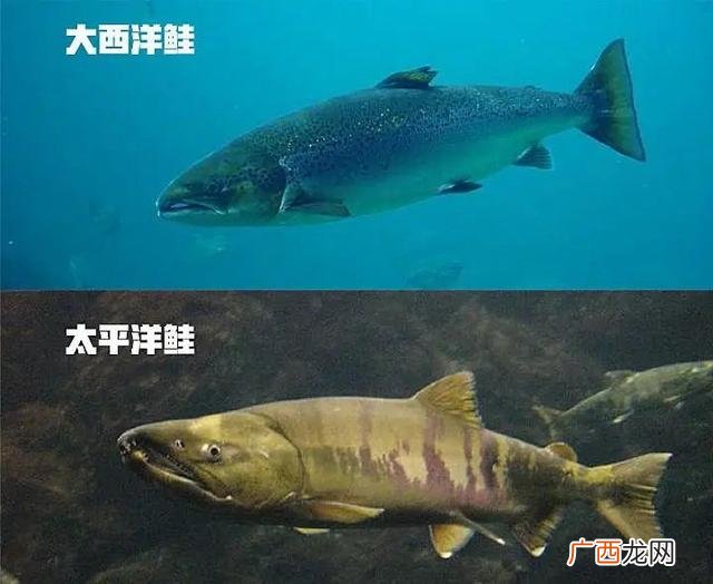 全世界养殖企业,全球养殖企业市值排名