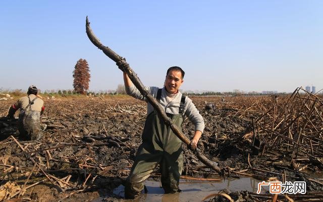 绵阳洪湖藕王电话,南川洪湖藕王养生汤电话