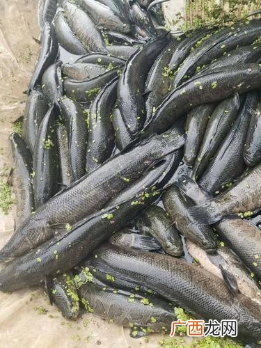 黑鱼是哪里的鱼 310水产区卖黑鱼类