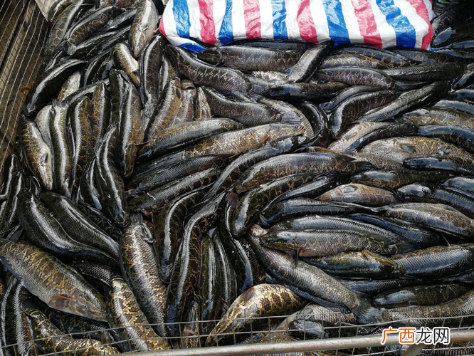 黑鱼是哪里的鱼 310水产区卖黑鱼类