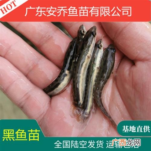 黑鱼是哪里的鱼 310水产区卖黑鱼类