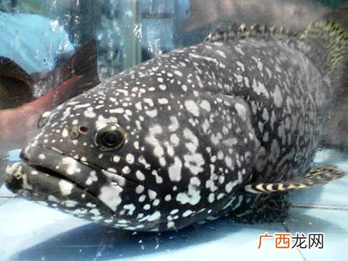 龙胆鱼的养殖方法和注意事项 珍珠龙胆水产养殖