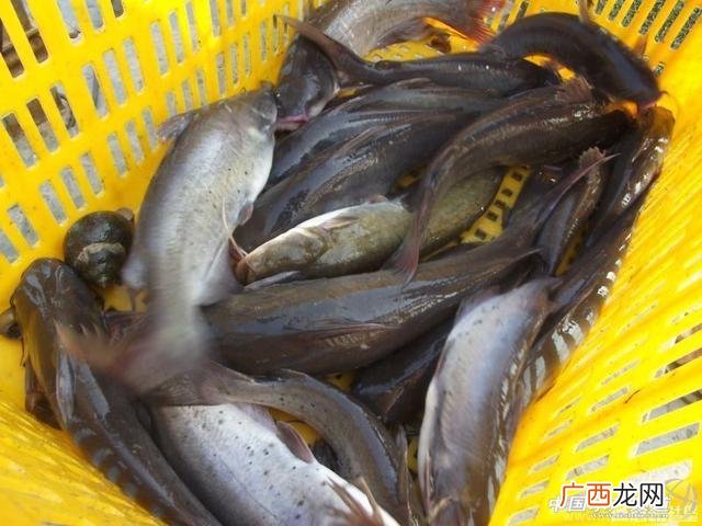 龙胆鱼的养殖方法和注意事项 珍珠龙胆水产养殖