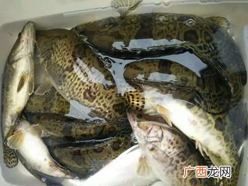 淡水桂花鱼养殖条件 中国水产养殖网桂鱼