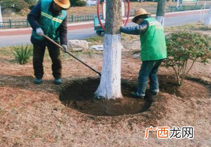 东北地被植物 冬天园林的植被