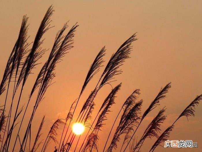 18句唐诗宋词描写夕阳唯美诗句 描写晚霞的诗句