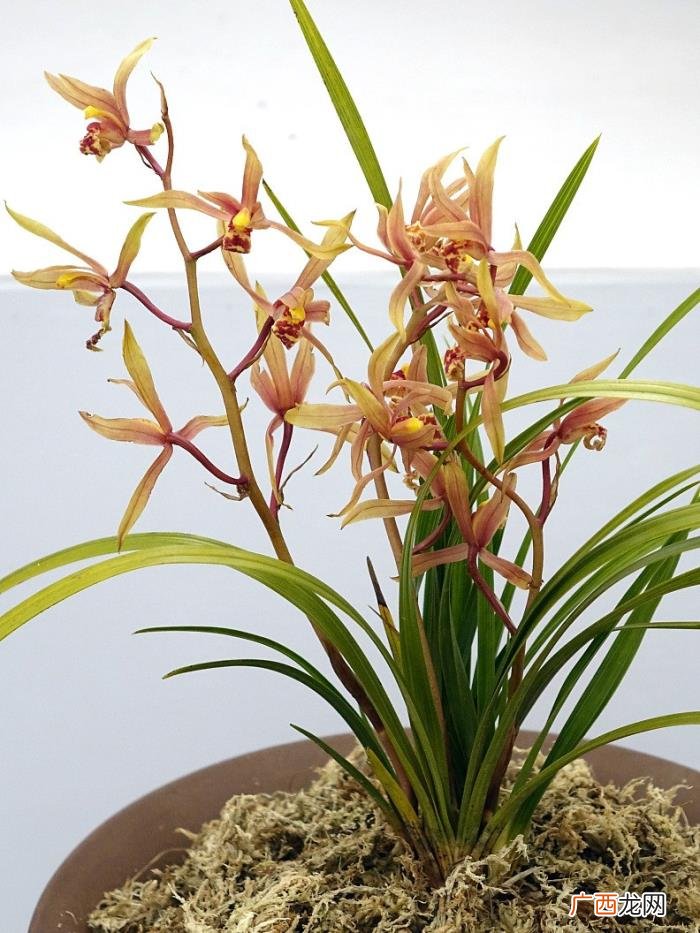 蕙草流芳根。读关于兰的古诗 关于兰的诗句