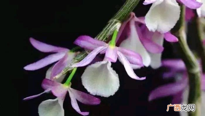 蕙草流芳根。读关于兰的古诗 关于兰的诗句