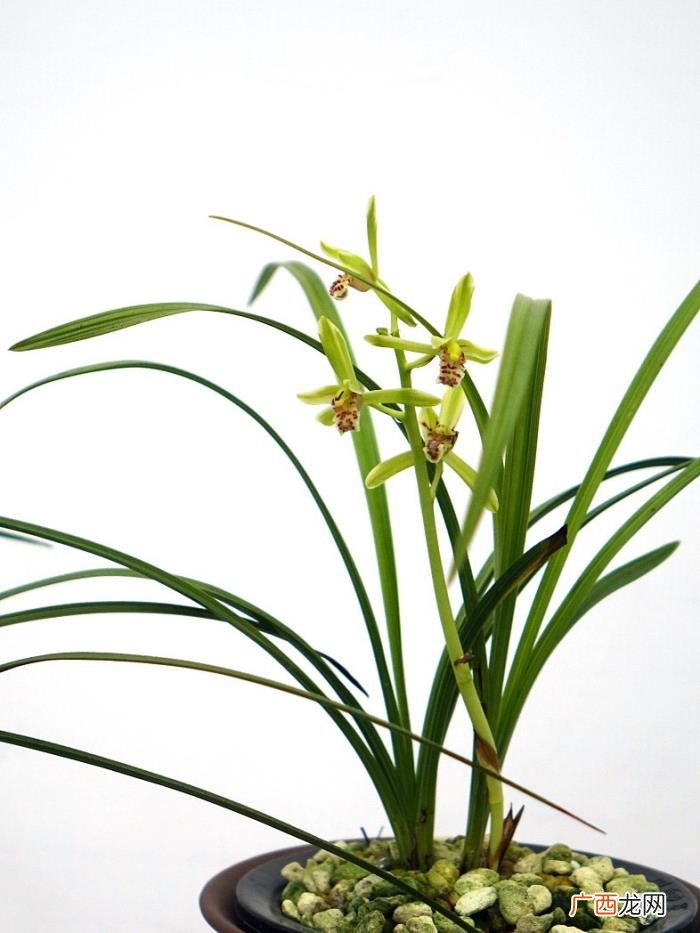 蕙草流芳根。读关于兰的古诗 关于兰的诗句