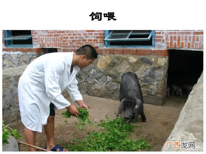 养猪技术指导记录 种草养猪技术指南