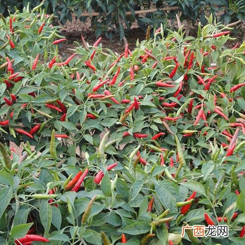 三樱椒品种介绍 三樱椒栽培技术