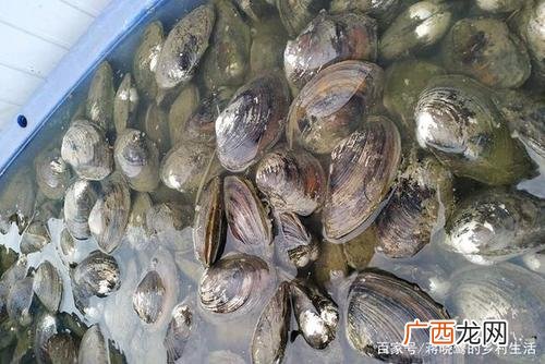 家庭养殖 河蚌家庭怎么养殖技术