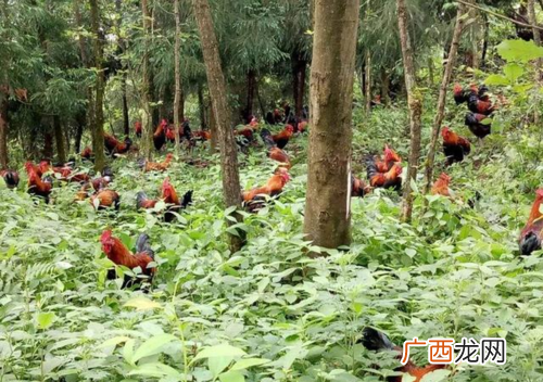 林下养鸡一亩养多少只 林下养鸡技术大全