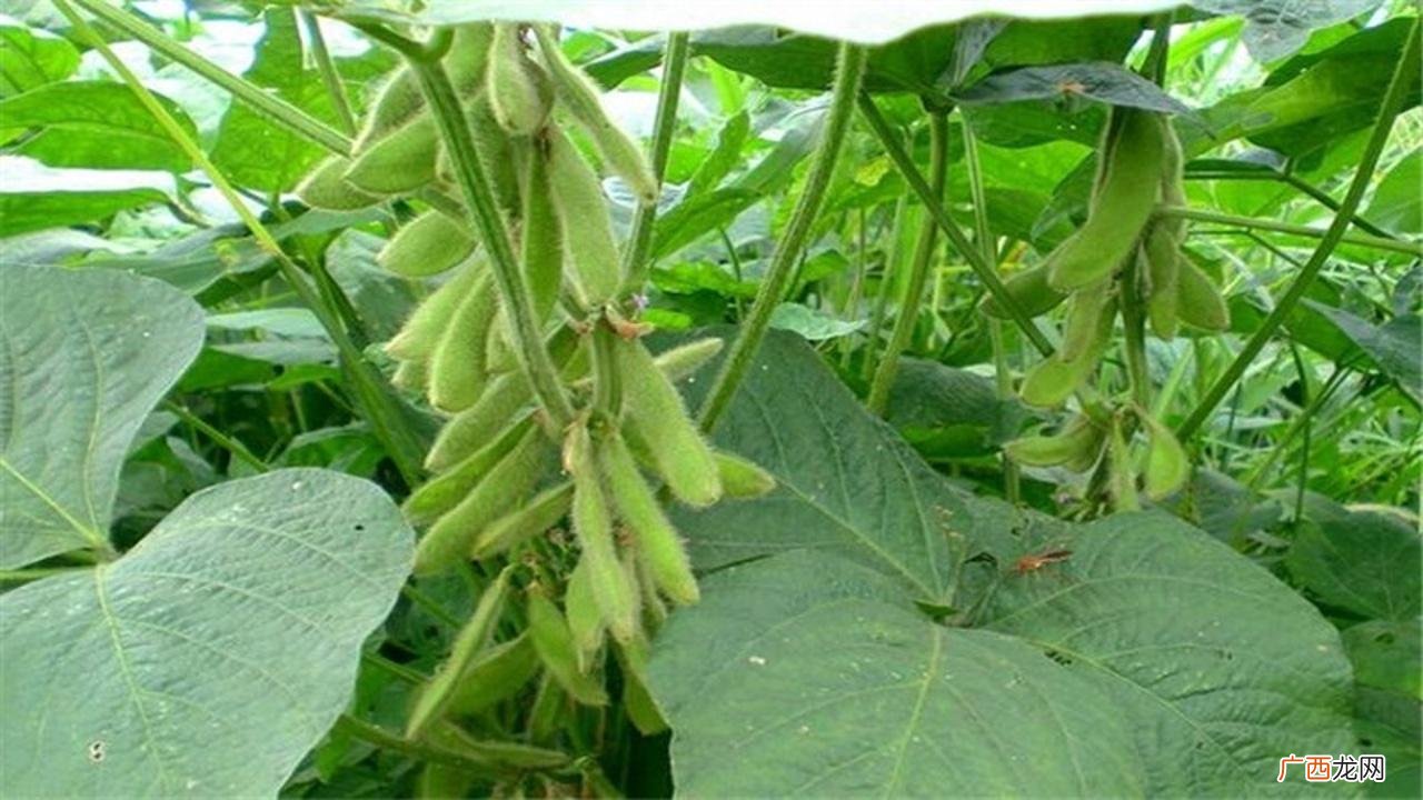 草莓栽培技术 大豆栽培技术ppt