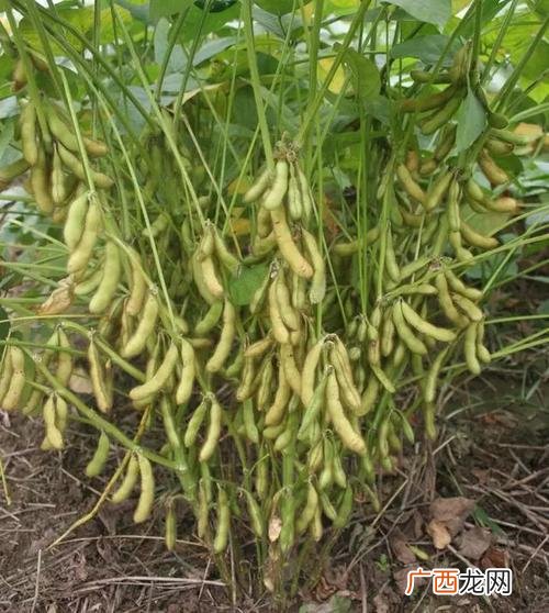 草莓栽培技术 大豆栽培技术ppt