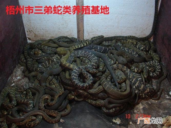 山东境内蛇品种及图 银环蛇养殖技术