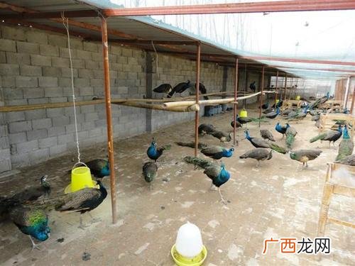 孔雀怎么饲养 孔雀家养技术