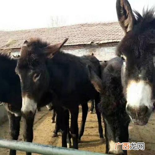山东黑驴养殖基地 德州驴养殖技术