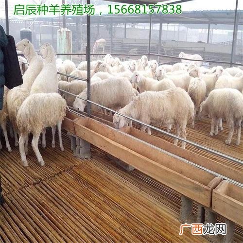 对虾养殖技术 羊健康养殖技术