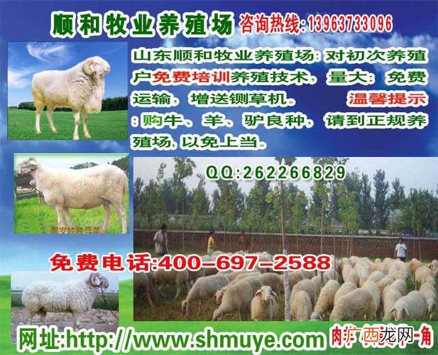 对虾养殖技术 羊健康养殖技术