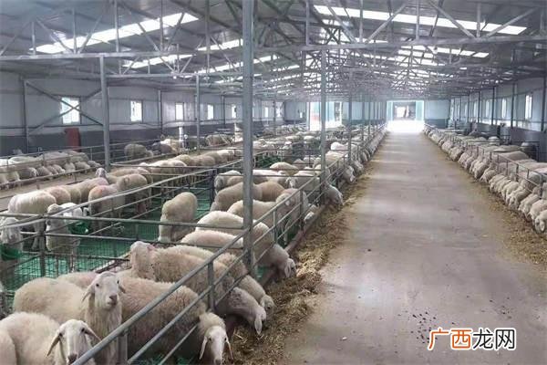 对虾养殖技术 羊健康养殖技术